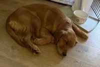 Maggie, a female Golden Retriever for sale in Layton, UT – Photo 3 of 3