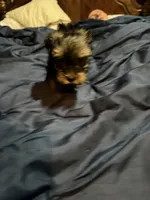 Chip, a male Yorkshire Terrier for sale in Frederick, MD – 2 of 2