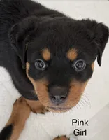 Pink, a female Rottweiler for sale in Chappaqua, NY – 1 of 2