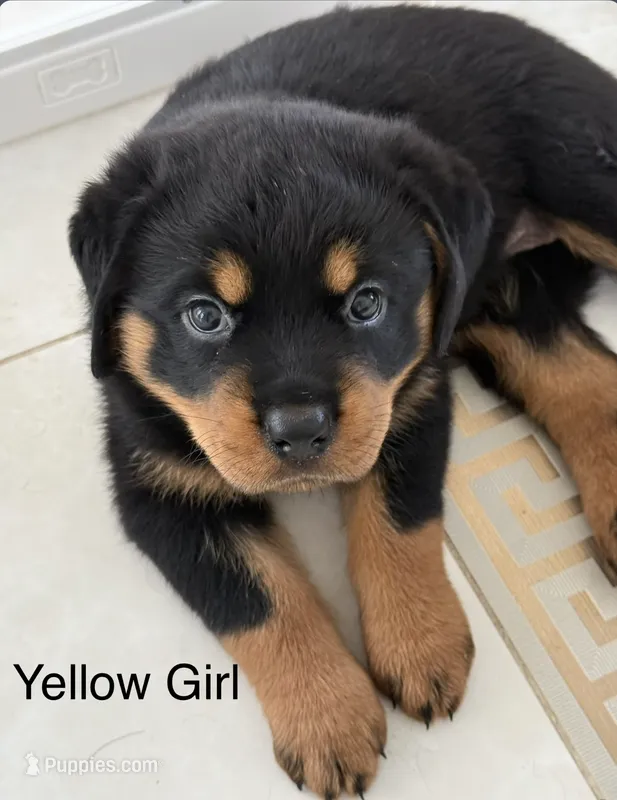 Yellow – Rottweiler puppy for sale in Chappaqua, NY