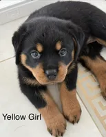 Yellow, a female Rottweiler for sale in Chappaqua, NY – 1 of 1