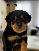Pink, a female Rottweiler for sale in Chappaqua, NY – 2 of 2