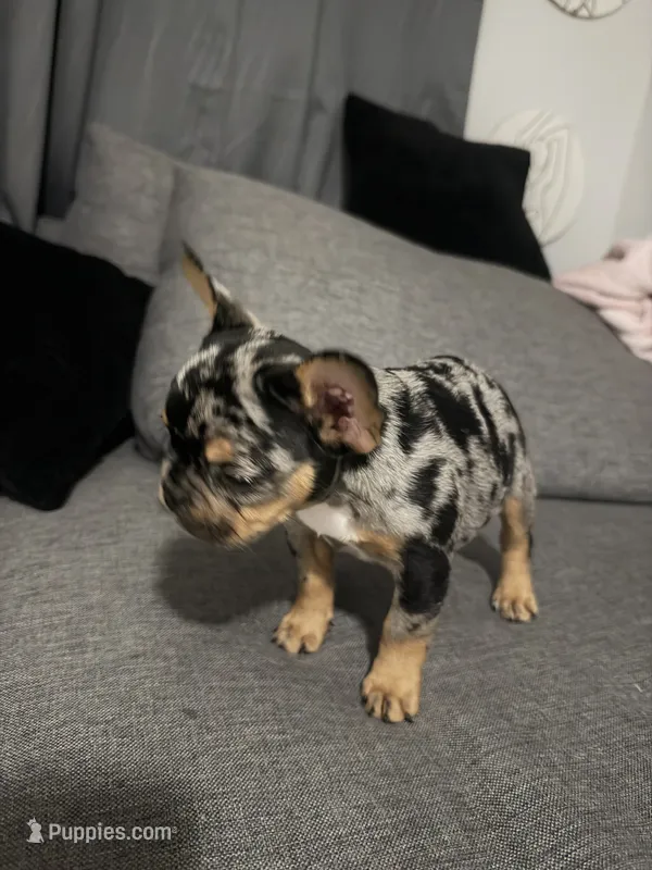Pebbles  – French Bulldog puppy for sale in Port Richey, FL