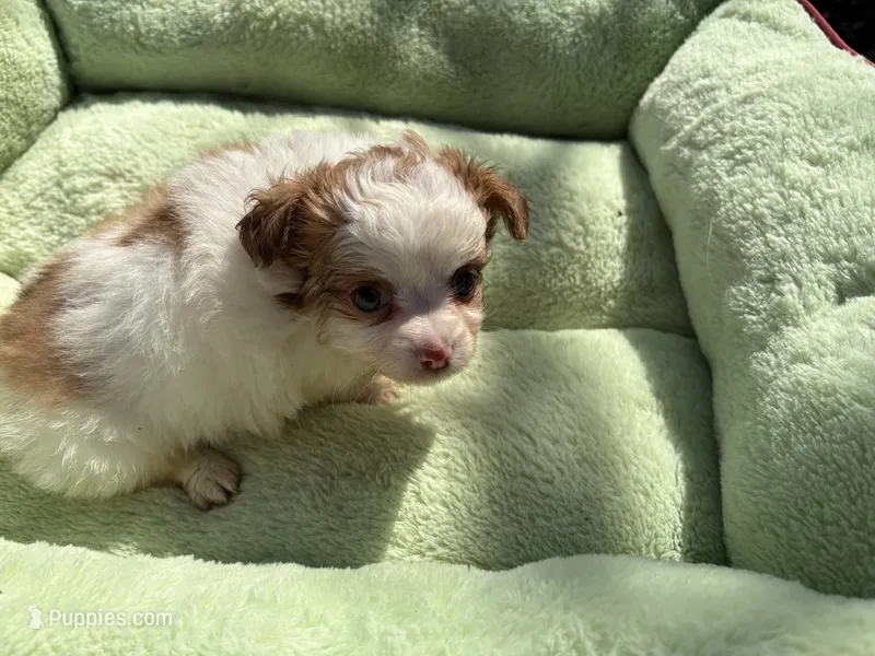 Skipper, a male Chihuahua for sale in York, SC – 1 of 1