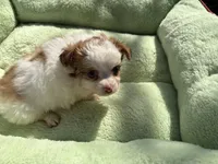 Skipper, a male Chihuahua for sale in York, SC – 1 of 1
