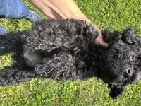 Raven , a female Poodle - Toy  for sale in York, SC – 2 of 3