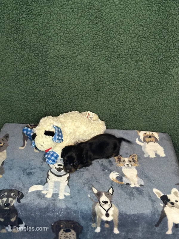 Male 1 – Miniature Dachshund puppy for sale in York, SC