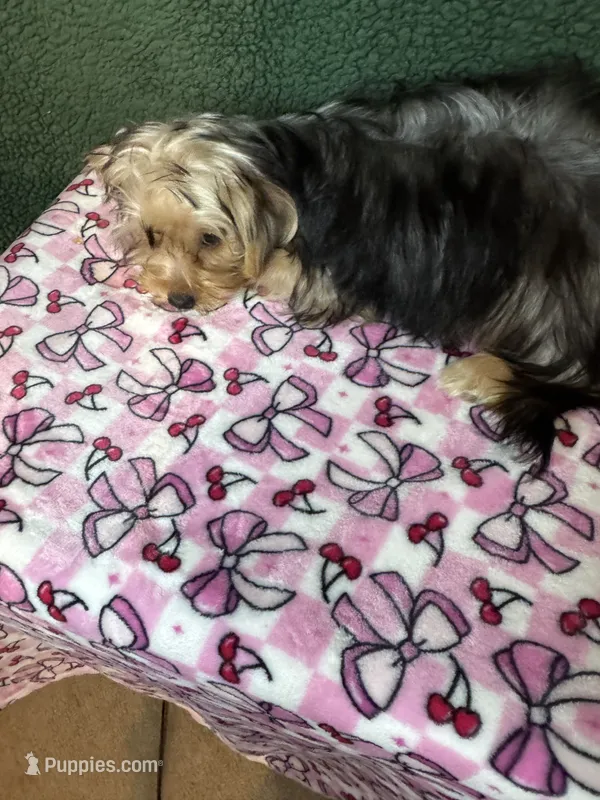 Izzie – Yorkshire Terrier puppy for sale in York, SC