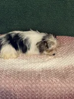 Stella, a female Yorkshire Terrier for sale in York, SC – 3 of 3