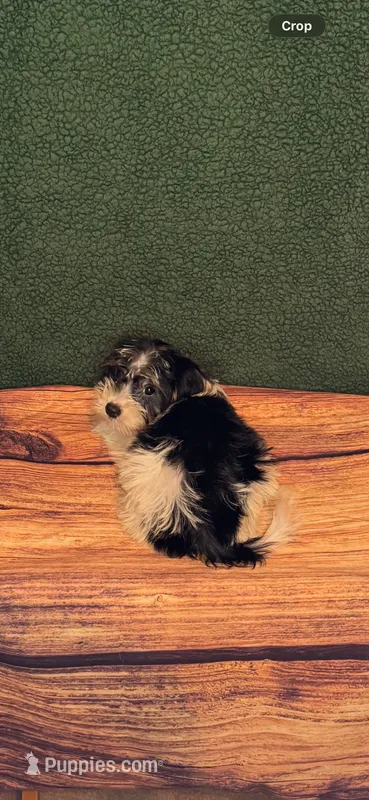 Spencer  – Yorkshire Terrier puppy for sale in York, SC