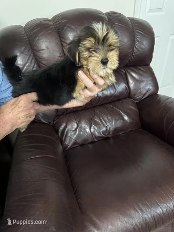 Spence – Yorkshire Terrier puppy for sale in York, SC