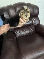 Spence, a male Yorkshire Terrier for sale in York, SC – 1 of 6