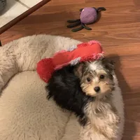 Ava, a female Yorkshire Terrier for sale in York, SC – Photo 3 of 3