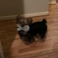 Ava, a female Yorkshire Terrier for sale in York, SC – Photo 2 of 3