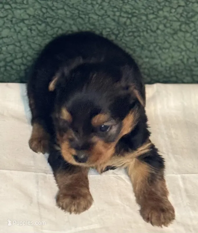 Conner, a male Yorkshire Terrier for sale in York, SC – Photo 1 of 2