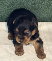 Conner, a male Yorkshire Terrier for sale in York, SC – Photo 1 of 2