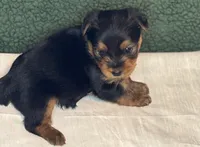 Conner, a male Yorkshire Terrier for sale in York, SC – Photo 2 of 2