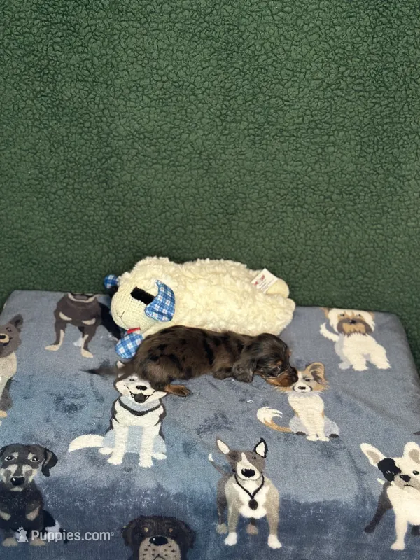 Male 3 – Miniature Dachshund puppy for sale in York, SC