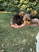 Tina, a female Yorkshire Terrier for sale in York, SC – 3 of 3