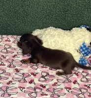 Jill, a female Miniature Dachshund for sale in York, SC – 3 of 3