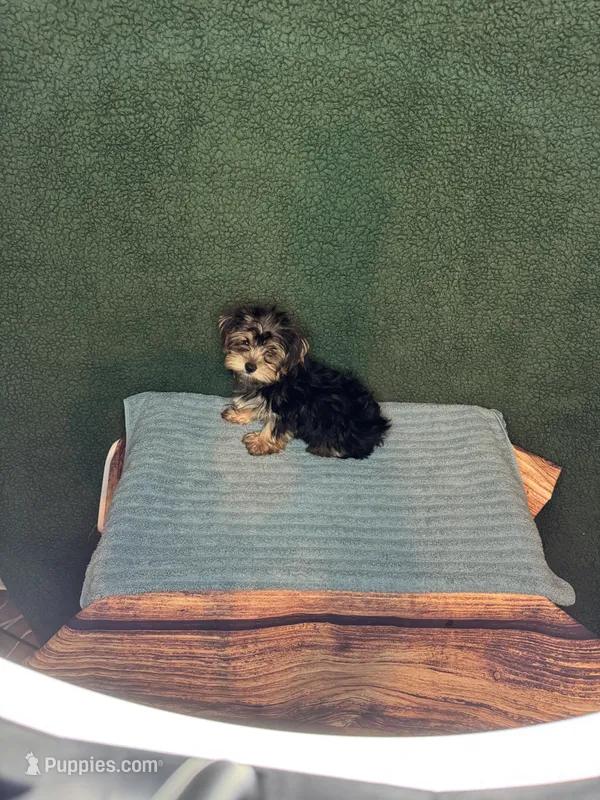 Stevie – Yorkshire Terrier puppy for sale in York, SC