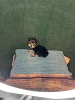 Stevie, a male Yorkshire Terrier for sale in York, SC – 1 of 2