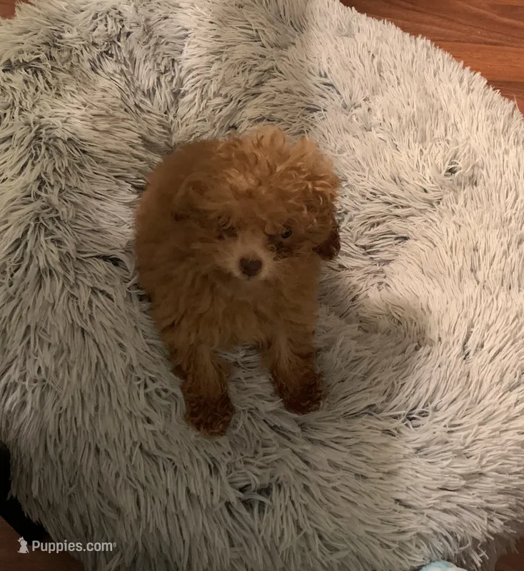 Trixie – Poodle - Toy  puppy for sale in York, SC