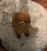 Trixie, a female Poodle - Toy  for sale in York, SC – 1 of 3