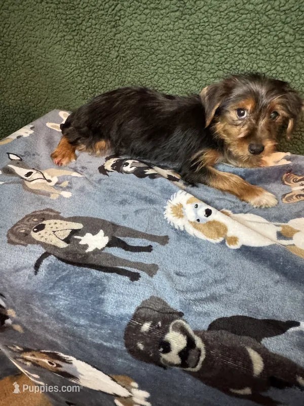 Ian – Yorkshire Terrier puppy for sale in York, SC