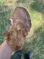 Patty, a female Yorkshire Terrier for sale in York, SC – 2 of 3