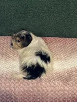 Spencer , a male Yorkshire Terrier for sale in York, SC – 2 of 3
