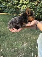 Tina, a female Yorkshire Terrier for sale in York, SC – 2 of 3