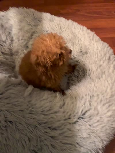 Trixie, a female Poodle - Toy  for sale in York, SC – 3 of 3