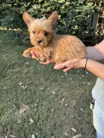 Amy, a female Yorkshire Terrier for sale in York, SC – 3 of 3