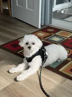 Sam, a male Maltese for sale in York, SC – 2 of 2