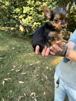 Toby, a male Yorkshire Terrier for sale in York, SC – 2 of 3