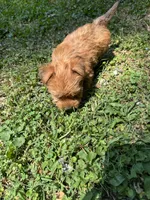 Patty, a female Yorkshire Terrier for sale in York, SC – 3 of 3