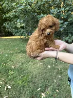 Jenny, a female Poodle - Toy  for sale in York, SC – 1 of 2