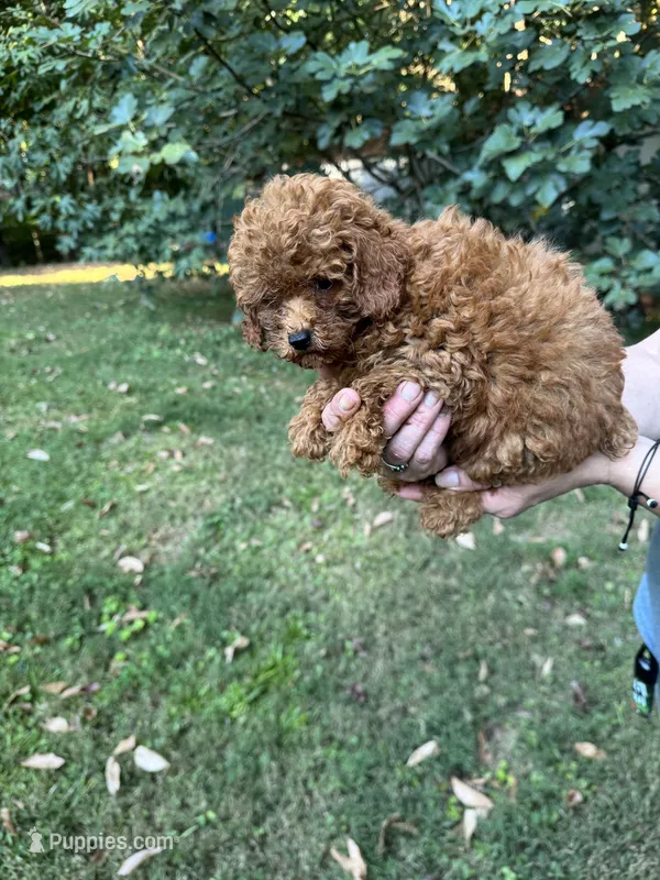 Joey – Poodle - Toy  puppy for sale in York, SC