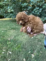 Joey, a male Poodle - Toy  for sale in York, SC – 1 of 2