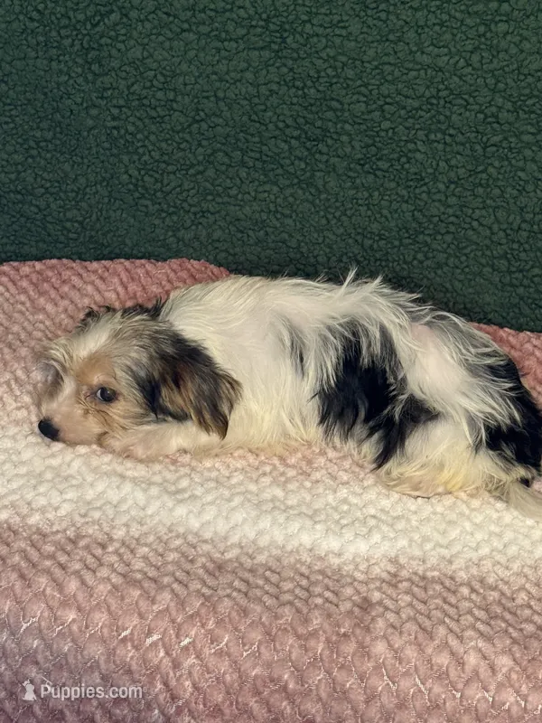 Stella – Yorkshire Terrier puppy for sale in York, SC