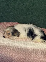 Stella, a female Yorkshire Terrier for sale in York, SC – 2 of 3