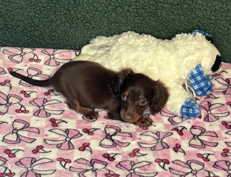 Jill – Miniature Dachshund puppy for sale in York, SC