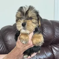 Spence, a male Yorkshire Terrier for sale in York, SC – 5 of 6