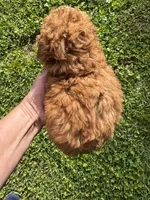 Lucy, a female Poodle - Toy  for sale in York, SC – 2 of 2