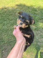 Rose, a female Yorkshire Terrier for sale in York, SC – Photo 1 of 3