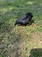 Rose, a female Yorkshire Terrier for sale in York, SC – Photo 3 of 3