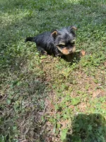 Rose, a female Yorkshire Terrier for sale in York, SC – Photo 2 of 3