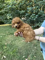 Jenny, a female Poodle - Toy  for sale in York, SC – 2 of 2