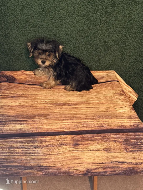 Sammie – Yorkshire Terrier puppy for sale in York, SC